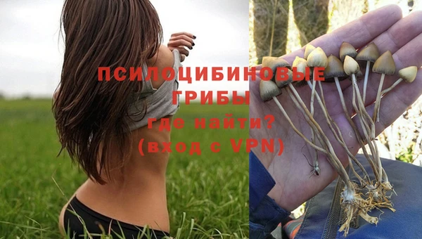 прущие грибы Абаза